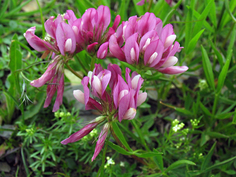 dei bei fiori rosa....2 - Trifolium alpinum